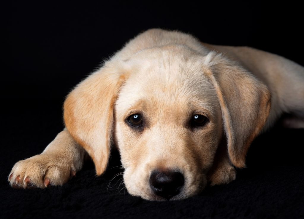 Liebevolle Hundefotografie in Wadern/Saarland - Meine Emma kurz nach ihrem Einzug mit 9 Wochen