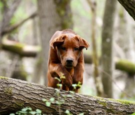Hundefotografie in Wadern/Saarland