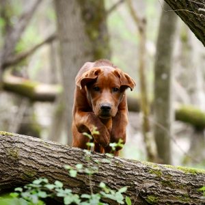 Hundefotografie in Wadern/Saarland